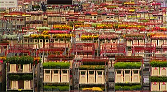 Flower auction The Netherlands