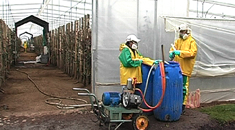 Chemical mixing Flower farm Ecuador
