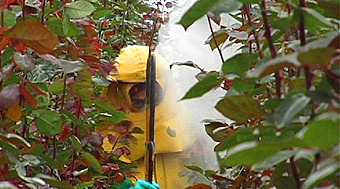 Chemical Spraying Flower farm Ecuador