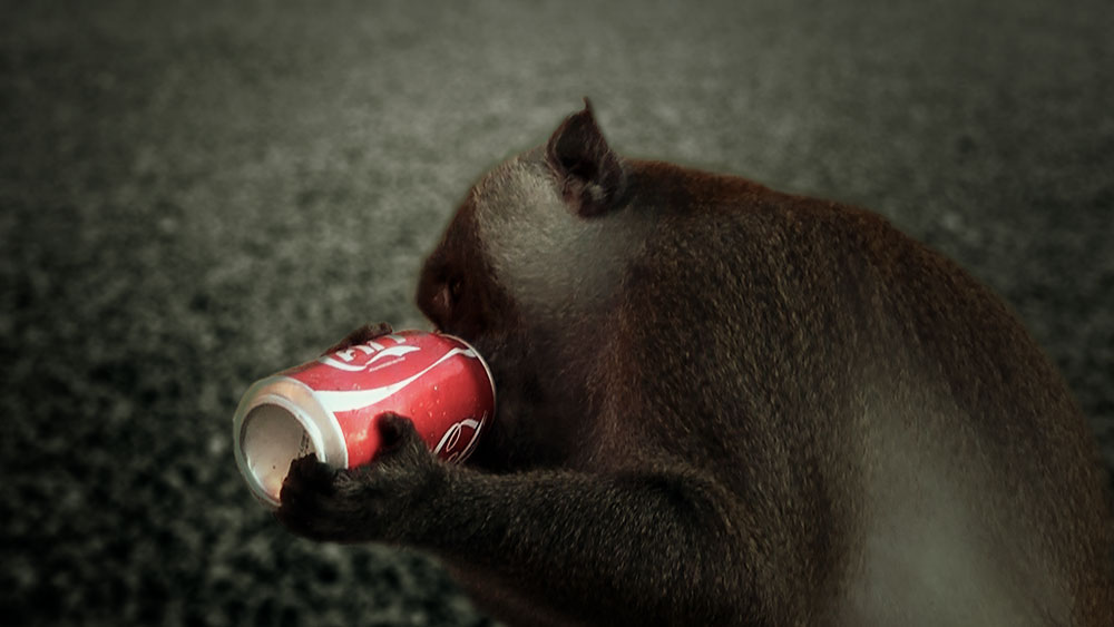ALL OF US impact tourism monkey drinking cola