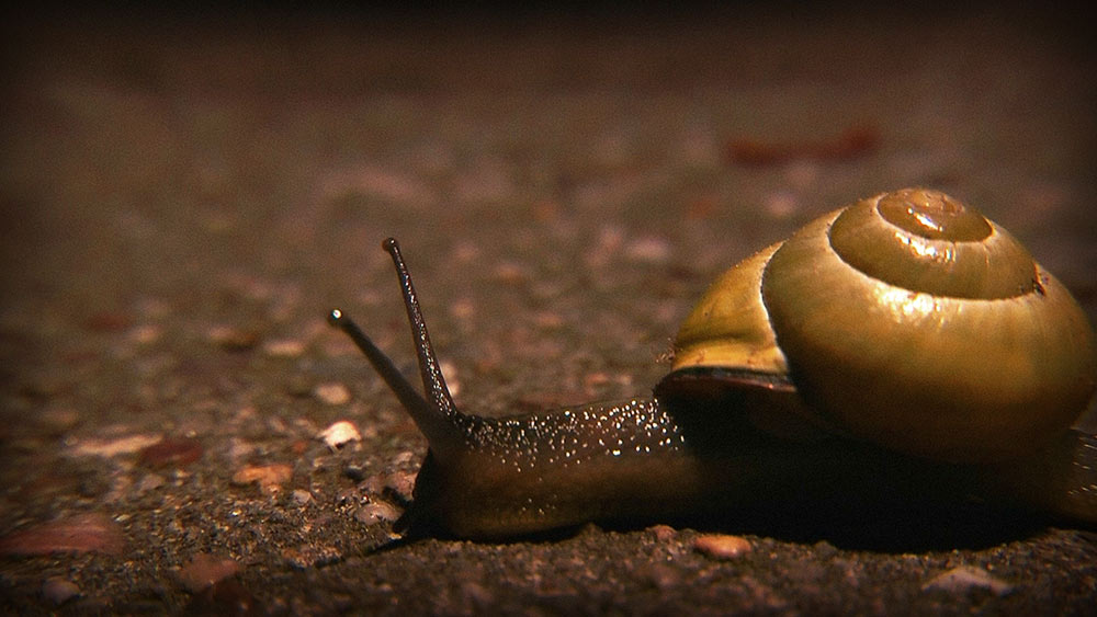 Past as future Slowfood snail-documentary