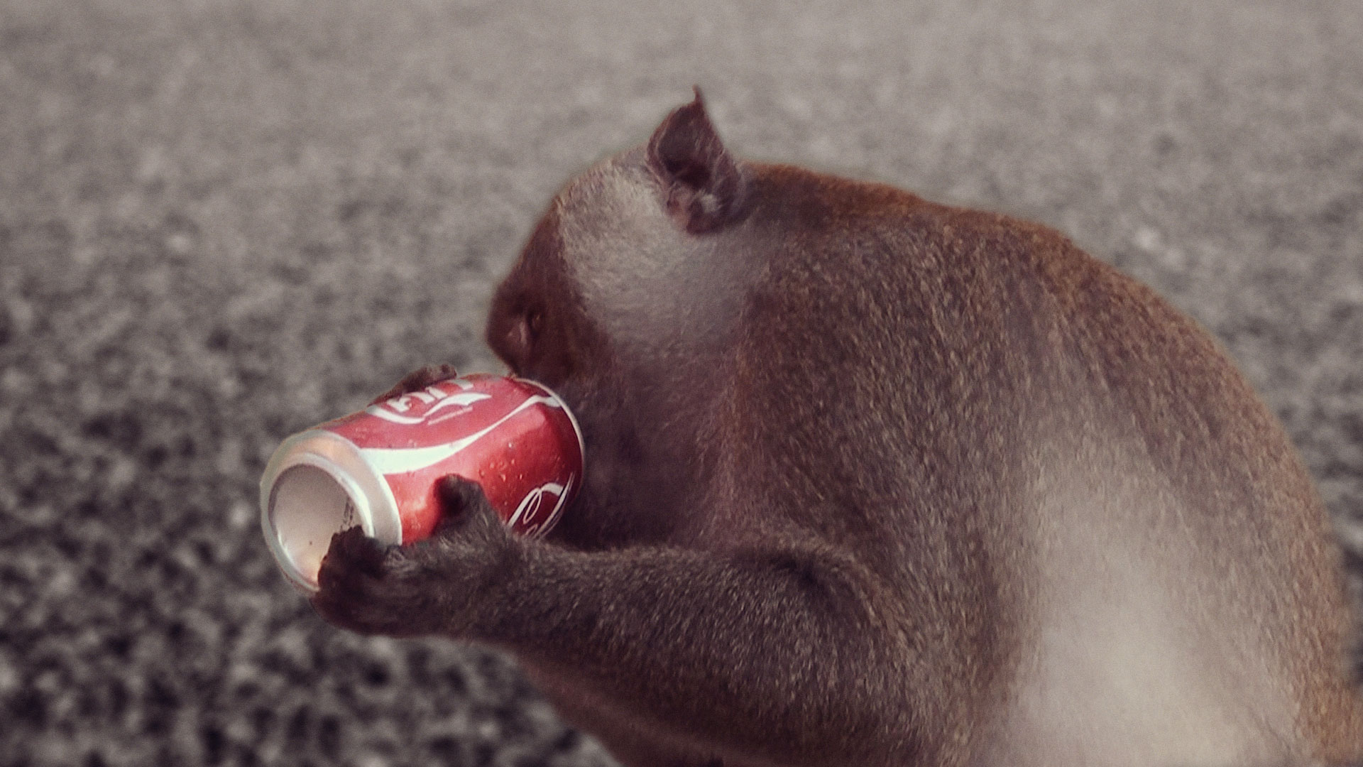 a-travelers-guide-Monkey-drinking-cola-